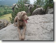 Weimaraner, Weimaraner Vorsterhund