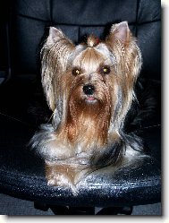 Jorkšírský terier, Yorkshire Terrier,