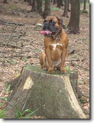 Deutscher Boxer