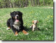 Berner Sennenhund