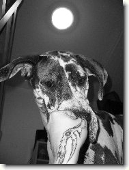 Deutsche Dogge