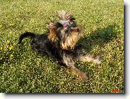 Jorkšírský terier, Yorkshire Terrier,