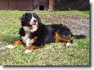 Berner Sennenhund
