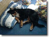 Berner Sennenhund