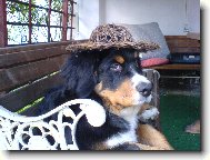 Berner Sennenhund