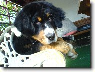 Berner Sennenhund