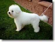 Bichon á poil frisé, Bichon Frise