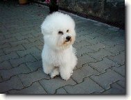 Bichon á poil frisé, Bichon Frise