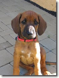 Rhodesian Ridgeback