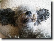 Poodle, Caniche