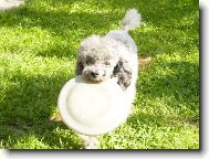 Poodle, Caniche
