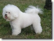 Bichon á poil frisé, Bichon Frise