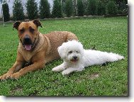 Bichon á poil frisé, Bichon Frise