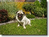 Pug