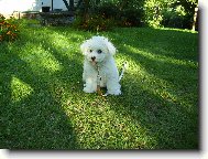 Bichon á poil frisé, Bichon Frise