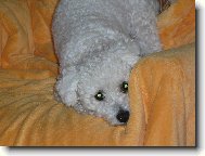 Bichon á poil frisé, Bichon Frise