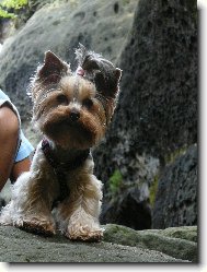 Jorkšírský terier, Yorkshire Terrier,