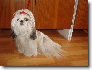 icu, Shih-Tzu