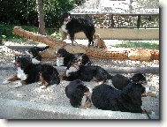 Berner Sennenhund