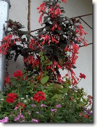 Fuchsia