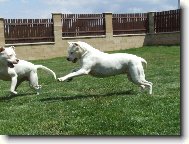 Dogo Argentino