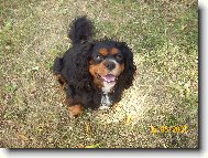 Cavalier King Charles Spaniel