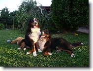 Berner Sennenhund