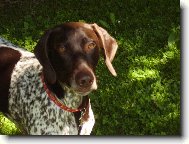 Deutscher Kurzhaariger Vorstehhund