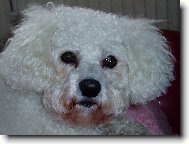 Bichon á poil frisé, Bichon Frise