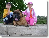 Bullmastiff