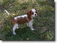 Cavalier King Charles Spaniel