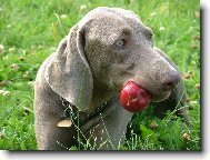 Weimaraner, Weimaraner Vorsterhund