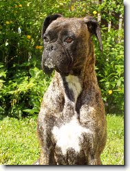 Deutscher Boxer