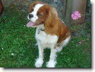 Cavalier King Charles Spaniel