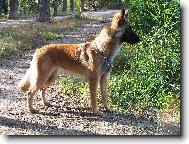 Chien de Berger Belge - Malinois