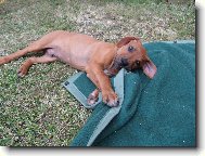 Rhodesian Ridgeback