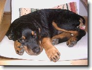 Rottweiler
