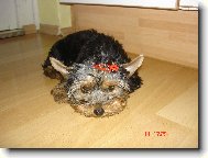Jorkšírský terier, Yorkshire Terrier,