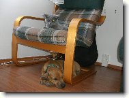 Rhodesian Ridgeback