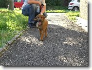 Rhodesian Ridgeback