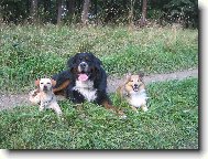 Berner Sennenhund