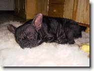 Bouledogue francais, French Bulldog