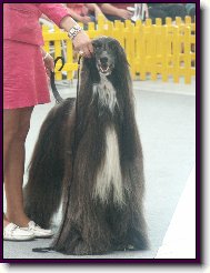 Afghan hound \(Dog standard\)