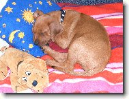 Rhodesian Ridgeback