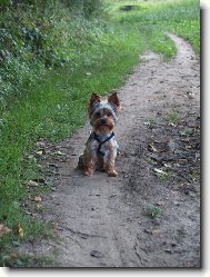 Jorkšírský terier, Yorkshire Terrier,