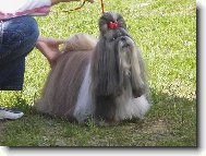 icu, Shih-Tzu