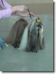 icu, Shih-Tzu