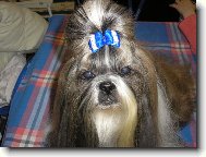 icu, Shih-Tzu