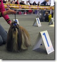 icu, Shih-Tzu
