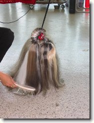 icu, Shih-Tzu